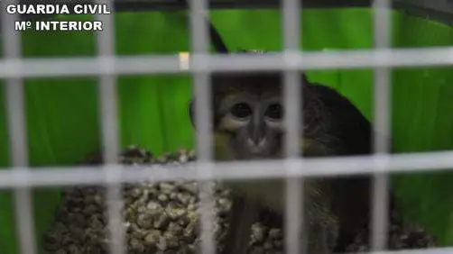 Un mono enjaulado Foto GUARDIA CIVIL