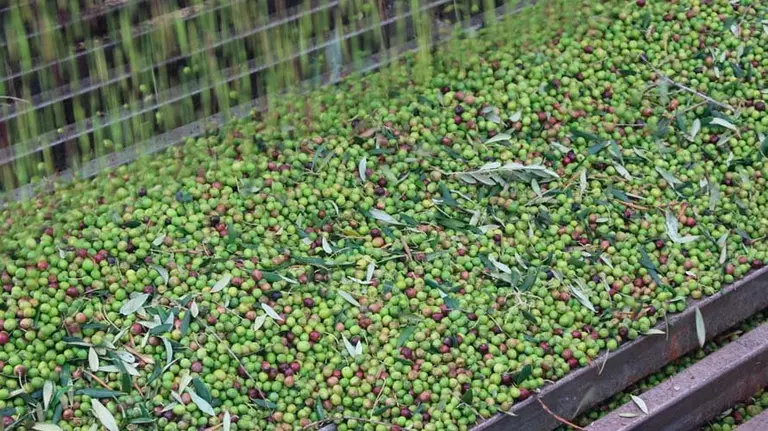 Las aceitunas de Trujal de Tudela