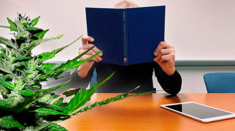 Nace un nuevo título universitario sobre marihuana