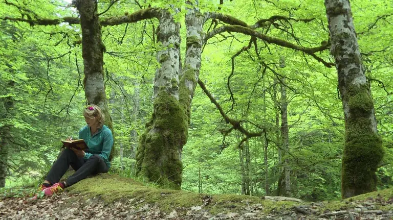 Selva de Irati. CEDIDA