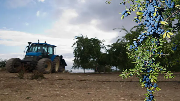 Una endrina en el campo.