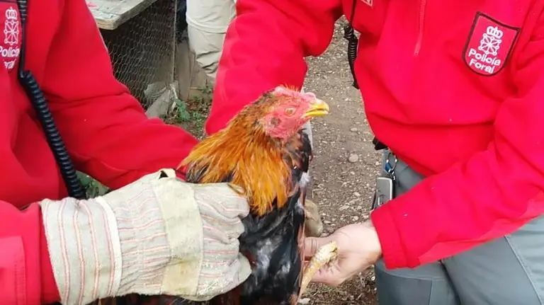 Uno de los gallos empleados en peleas ilegales que ha sido decomisado en Tudela POLICÍA FORAL