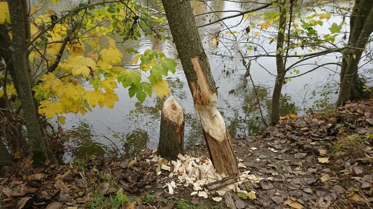 Imagen de algunos de los árboles dañados por la presencia de castores en el río Arga a su paso por Pamplona POLICÍA MUNICIPAL DE PAMPLONA