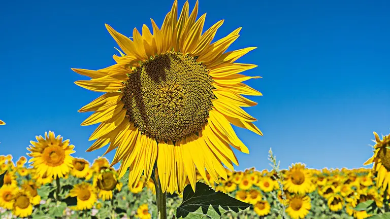 Un campo de girasoles.