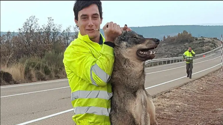 Un trabajador de Tragsa posando con el cadáver de un lobo como si fuera un trofeo ASCEL LOBO