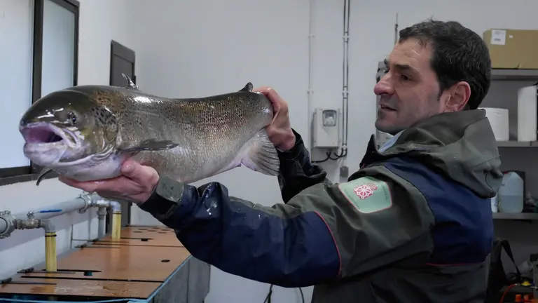 Salm&oacute;n hembra encontrado en la Nasa de Bera EUROPA PRESS