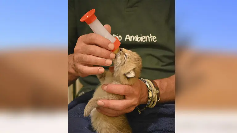 Un hombre da el biberón a un Lince Boreal