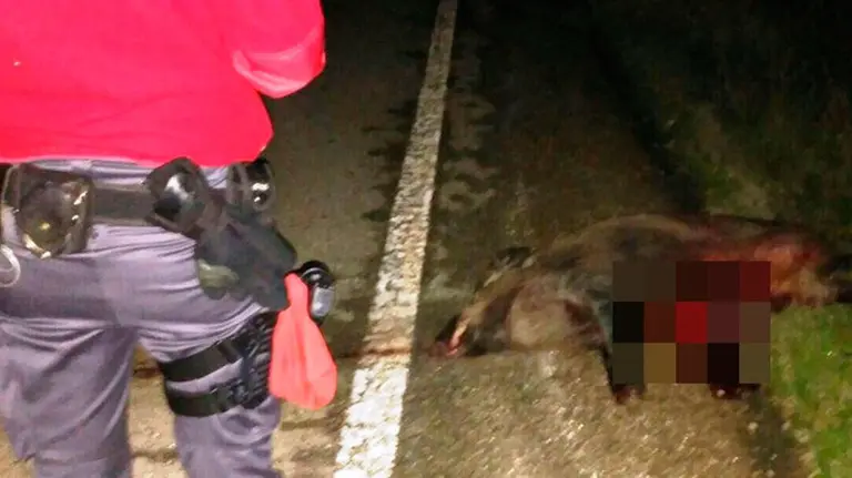 Uno de los animales atropellados en las carreteras navarras PF