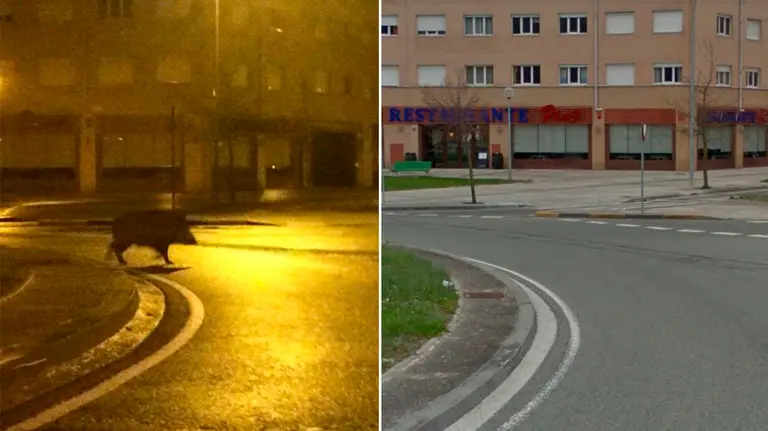 Un jabalí andando de madrugada por una rotonda en el barrio de la Rochapea Fotos Twitter @dimelopez Archivo