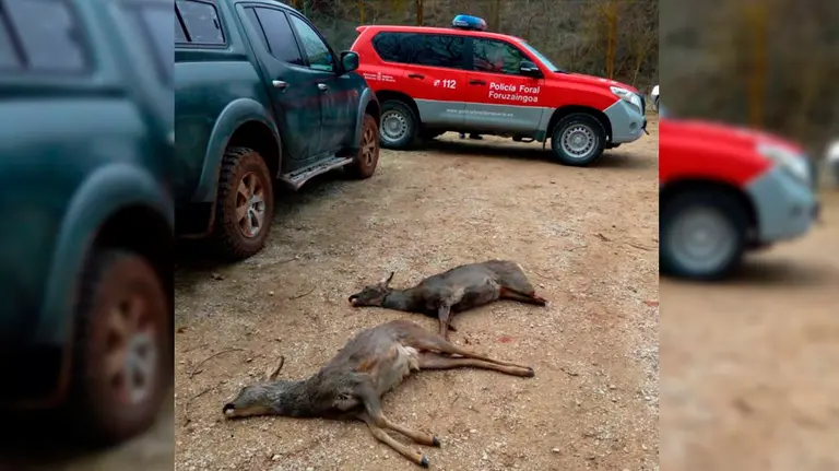 Las infracciones de caza mayor en Espronceda POLICÍA FORAL