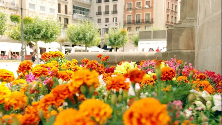 Flores en los jardines de la Plaza del Castillo de Pamplona PABLO LASAOSA