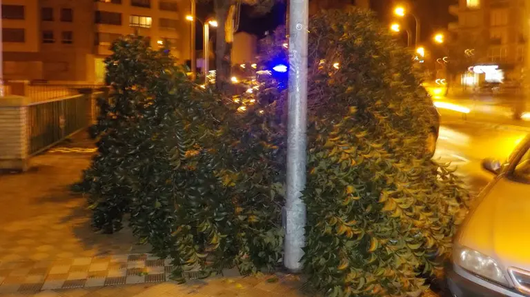 El árbol que ha derribado el viento en Pamplona. POLICÍA MUNICIPAL DE PAMPLONA