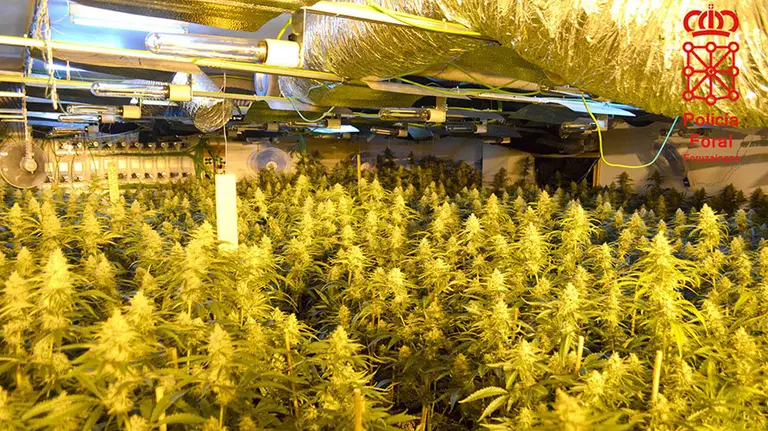Plantas de marihuana del detenido en por la Policía Foral en Gorraiz GOBIERNO DE NAVARRA