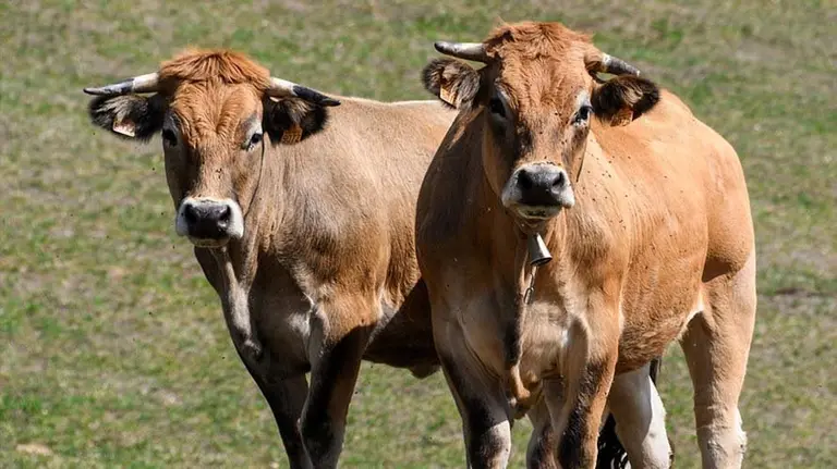 Dos vacas en el campo ARCHIVO