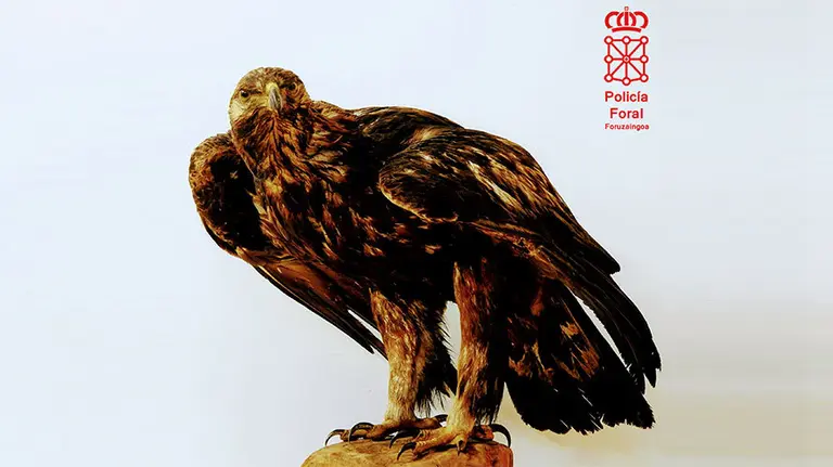 El águila real disecada que se ha incautado. POLICÍA FORAL