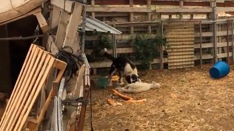 Una de las imágenes de cómo los perros de la finca sobreviven comiéndo cadáveres VETERINARIA BASATI