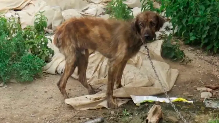 Una de las imágenes de los perros de la finca VETERINARIA BASATI.