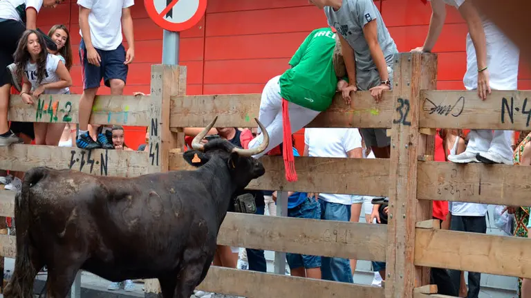 Una vaca trata de coger a uno de los mozos que corren en la suelta de Burlada. MIGUEL OSÉS