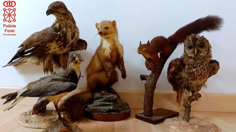 Los animales disecados que han incautado al vecino de Urróz PF