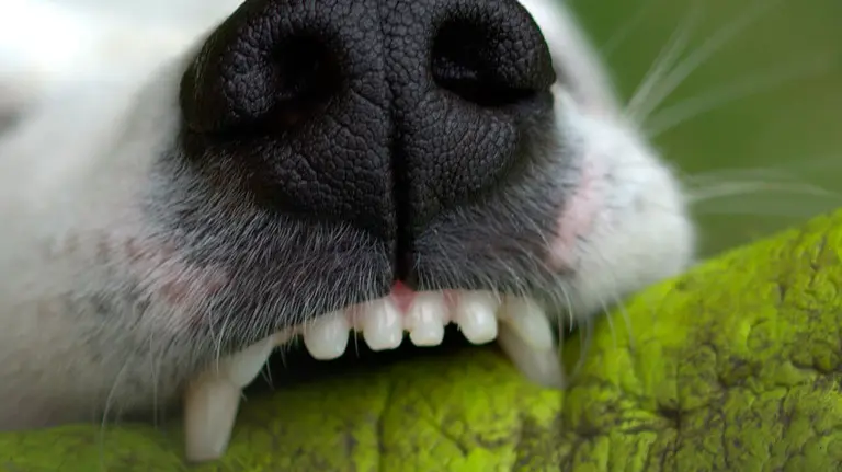 Un perro muerde una pelota de goma. ARCHIVO