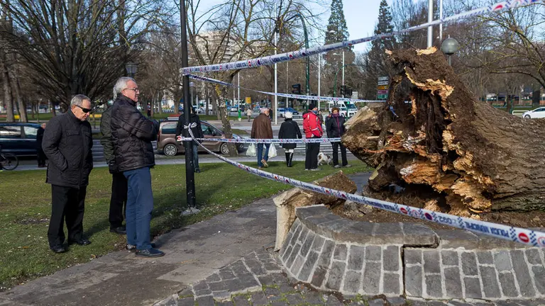 Operarios del Ayuntamiento de Pamplona trabajan en la retirada de un árbol caído en la Vuelta de Castillo de Pamplona (04). IÑIGO ALZUGARAY