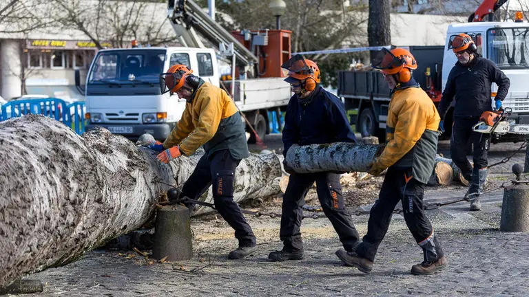 Operarios del Ayuntamiento de Pamplona trabajan en la retirada de un árbol caído en la Vuelta de Castillo de Pamplona (07). IÑIGO ALZUGARAY