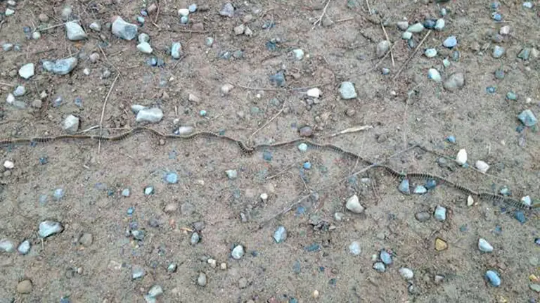 Imagen de la procesionaria en un camino rural de la ciudad de Tudela. NAVARRACOM