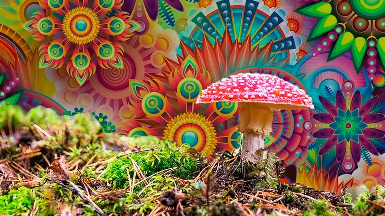 Una seta alucinógena