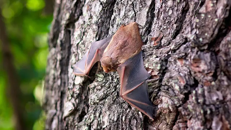 Un murciélago posado sobre un árbol