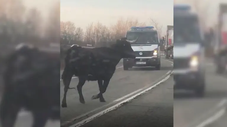 Imagen de una vaca brava que se ha escapado en una carretera entre Arguedas y Tudela y ha embestido a varios vehículos