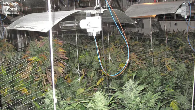 Espacio dedicado al cultivo de cannabis en un domicilio de Berbinzana. POLICÍA FORAL