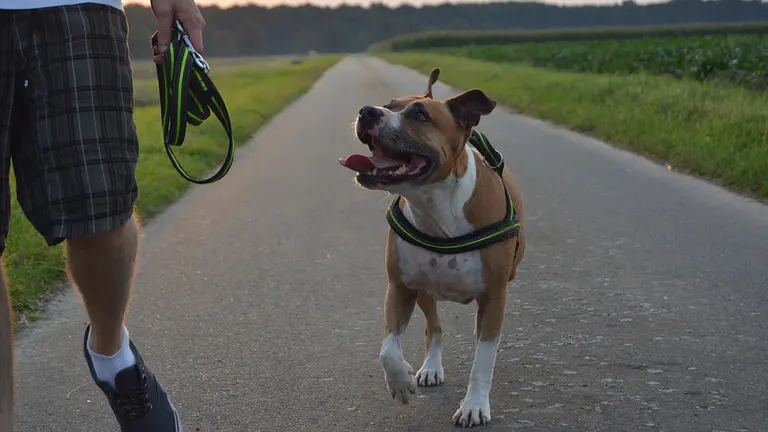 Una persona pasea con un perro de la raza pitbull sin atar a su correa ARCHIVO