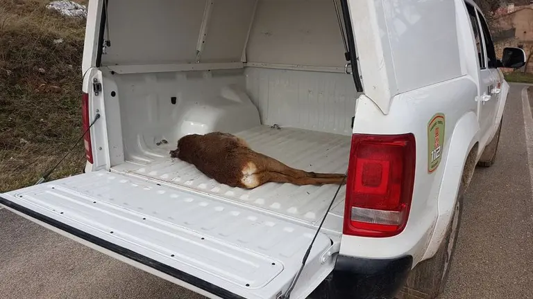 Ciervo decapitado en Codés GUARDERÍO FORESTAL