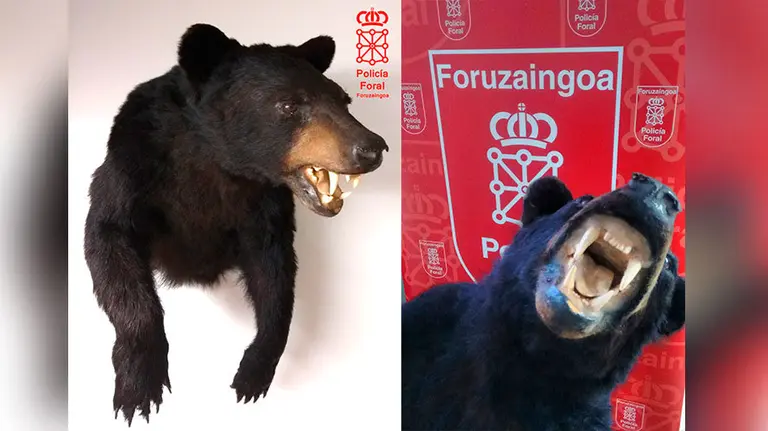 El ejemplar de oso americano naturalizado que portaba un vecino de Tudela en su maletero. POLICÍA FORAL