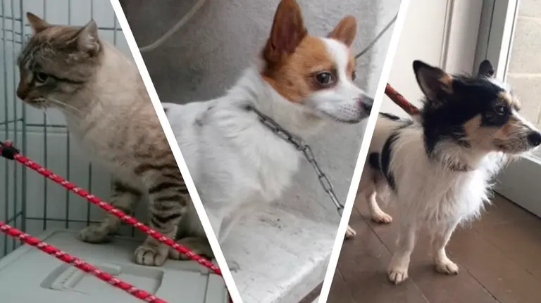 Algunos de los animales que la protectora cuida a la espera de que sean adoptados