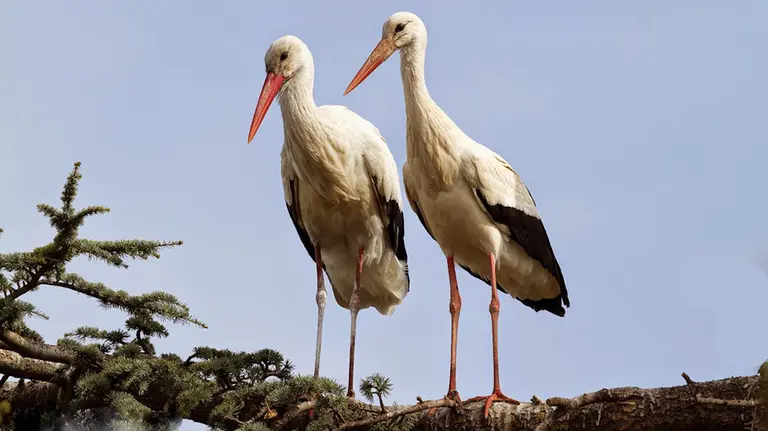 Dos cigüeñas en un árbol. GURELUR