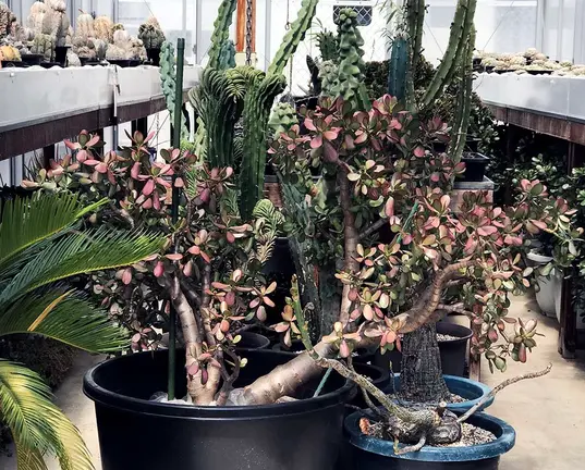 Una de las im&aacute;genes de flores de la granja de Murakami.