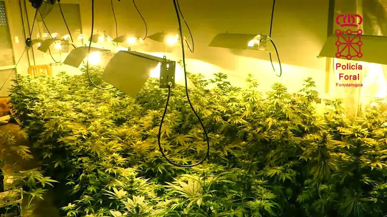 Plantación de marihuana en el interior de una vivienda de Murchante. POLICÍA FORAL