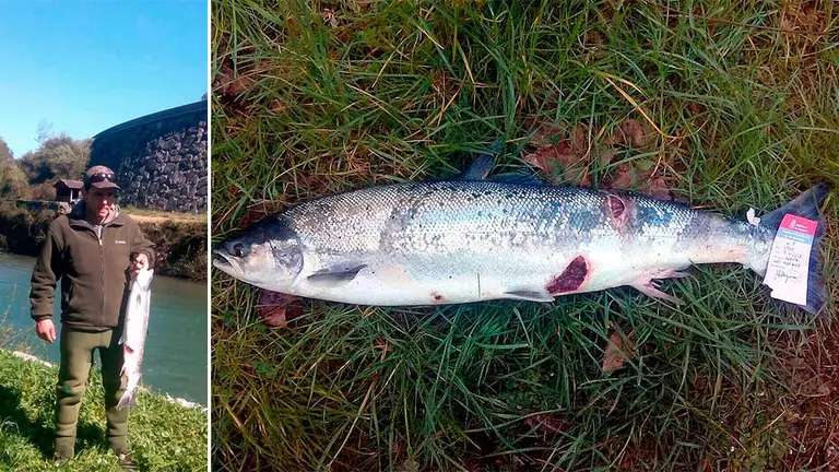 El primer ejemplar de Salmón capturado en el Bidasoa. GOBIERNO DE NAVARRA