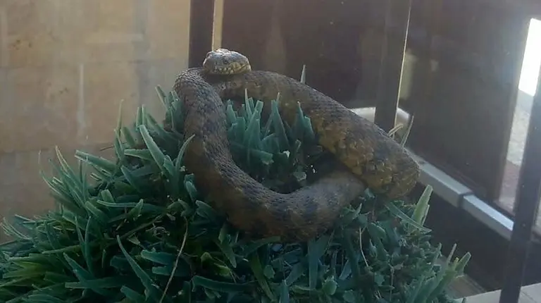 Ejemplar de culebra Natrix Maura que se ha encontrado en una casa de Tafalla.
