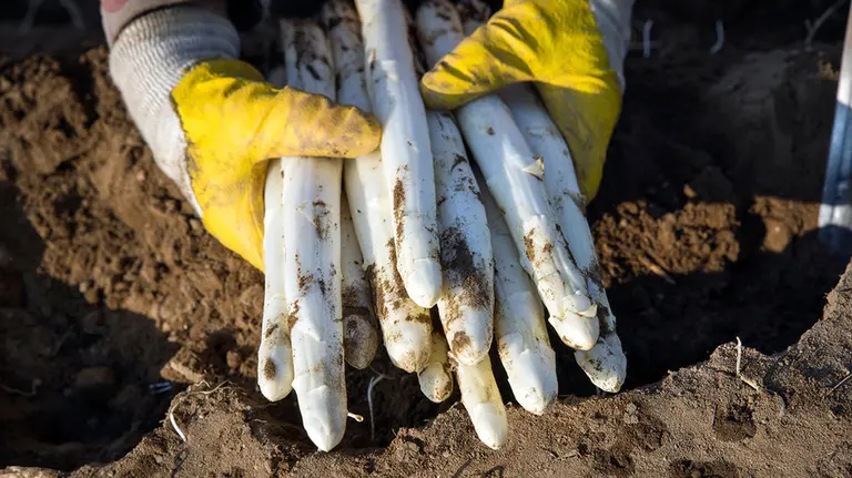 Una persona durante la recogida de esparragos. MERCADONA