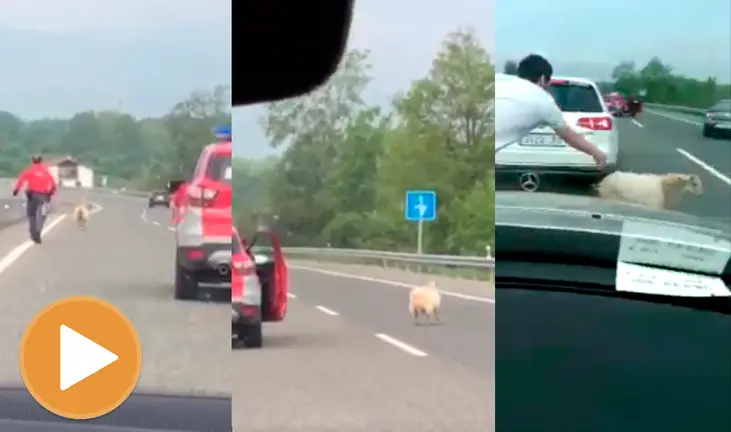 La Policía Foral persigue a una oveja en Bacáicoa