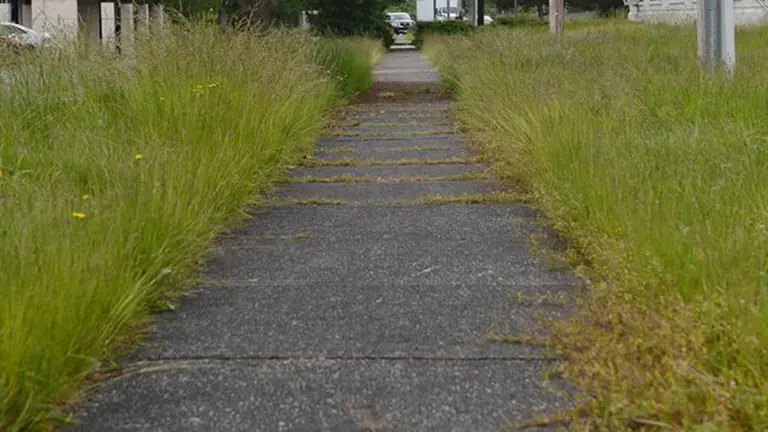 Imagen de un jardín en estado de abandono con la hierba alta ARCHIVO