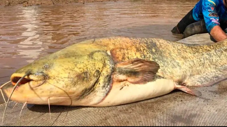 El siluro de casi dos metros que han pescado en Lodosa FACEBOOK