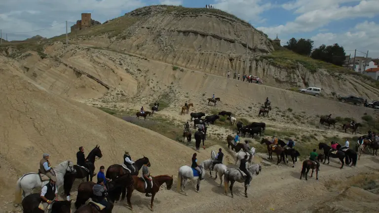 Navarra vive su tradicional día de la Trashumancia en Caparroso. AMAYA LUQUI (2)