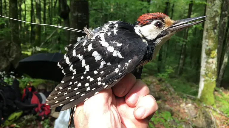 Un ejemplar de pico dorsiblanco. GOBIERNO DE NAVARRA