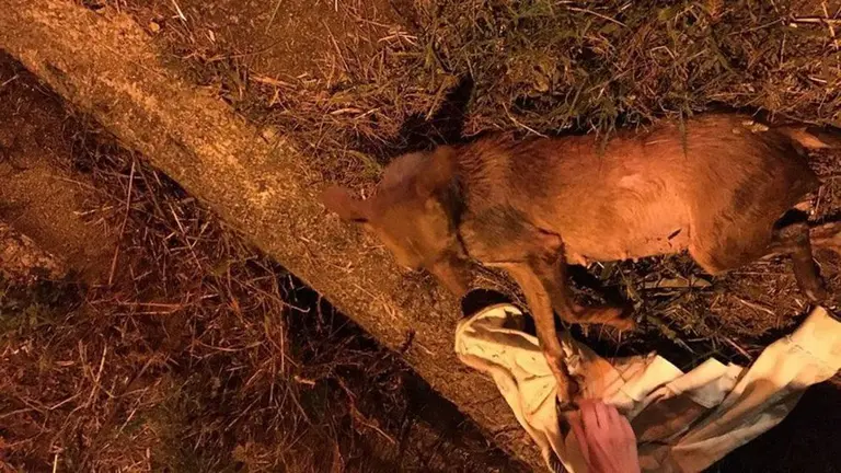 Imagen de la perra preñada que fue tiroteada y arrojada a una tubería Foto POLICÍA LOCAL DE PONTEVEDRA