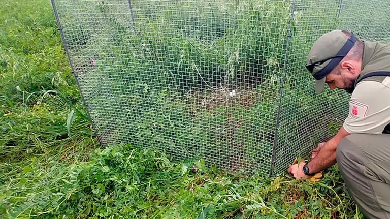 Uno de los nidos de aguilucho hallados en una cosecha GOBIERNO DE NAVARRA