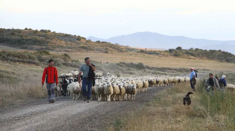 Segunda jornada de trashumancia verano de Bardenas a los Valles de Roncal y Salazar CEDIDA 2
