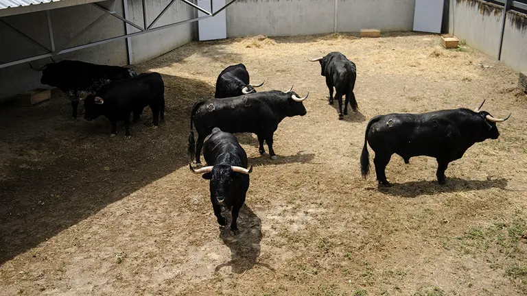 Toros de la ganadería Puerto de San Lorenzo que serán corridos y lidiados el día 7 de Julio. MIGUEL OSÉS_14
